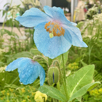 Meconopsis 'Mildred'